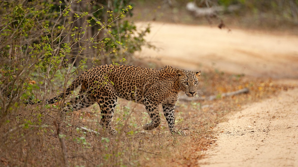 Sri Lanka Explorer – 7 Days / 6 Nights Your 7-day honeymoon itinerary Signature