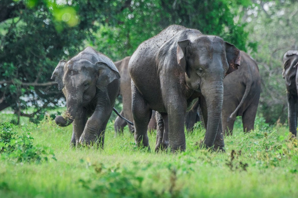 Wild Highlands 5-Day Sri Lanka Adventure