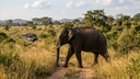 Wild Highlands – 10-Day Sri Lanka Adventure