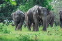 Wild Highlands 5-Day Sri Lanka Adventure