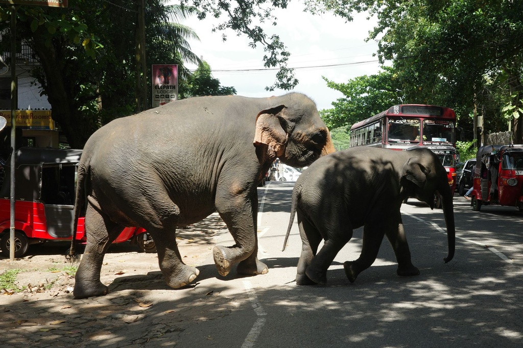 [Private A/C Vehicle] Sri Lanka Short Escape – 3 Days /2 Night Private Tour